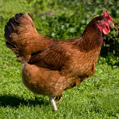 Voedingstips voor kippen